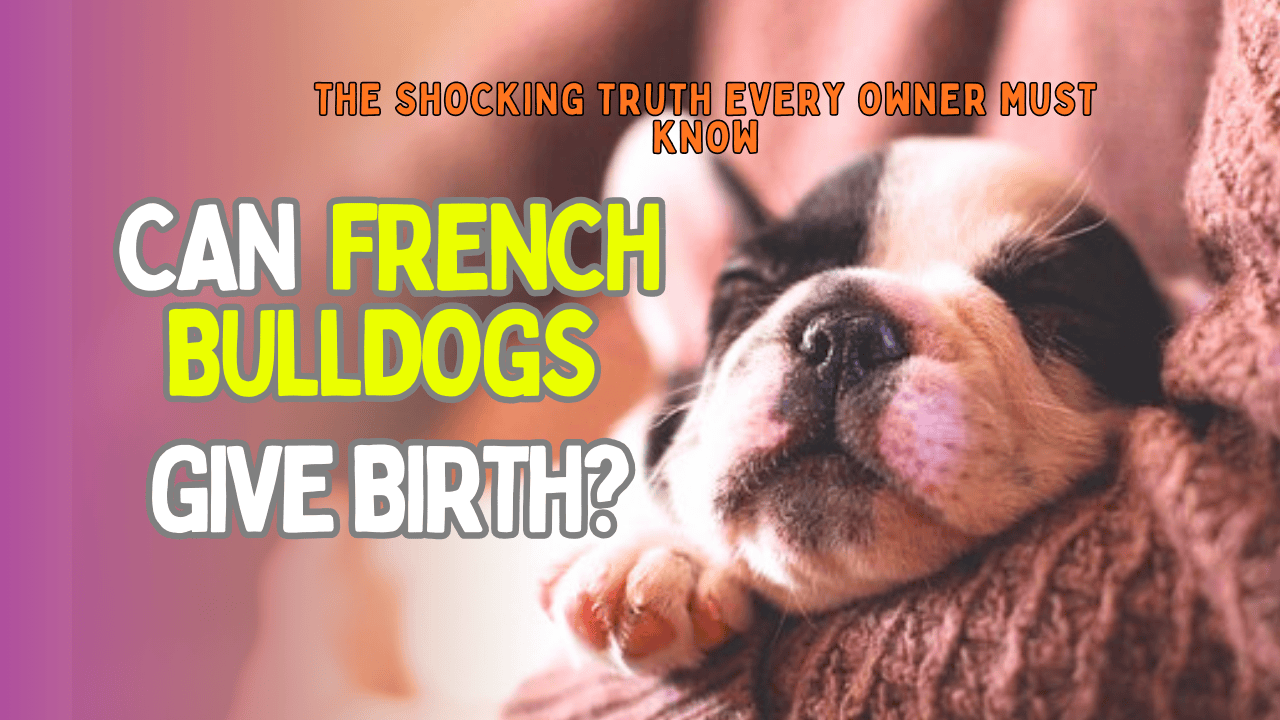 Can French Bulldogs Give Birth? featured image