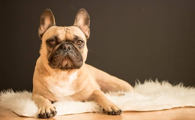 French bulldog in heat resting at home