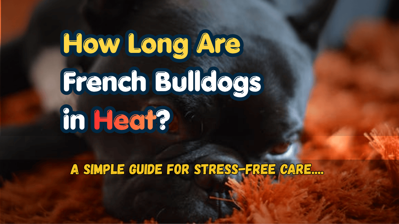 How-Long-Are-French-Bulldogs-in-Heat-featured
