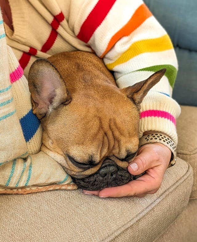 behavior changes in French bulldog during heat cycle clingy restless signs