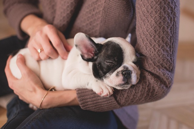 French Bulldogs give birth via C-section healthy puppies