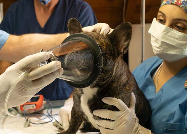 Veterinarian preparing French Bulldog for safe birth