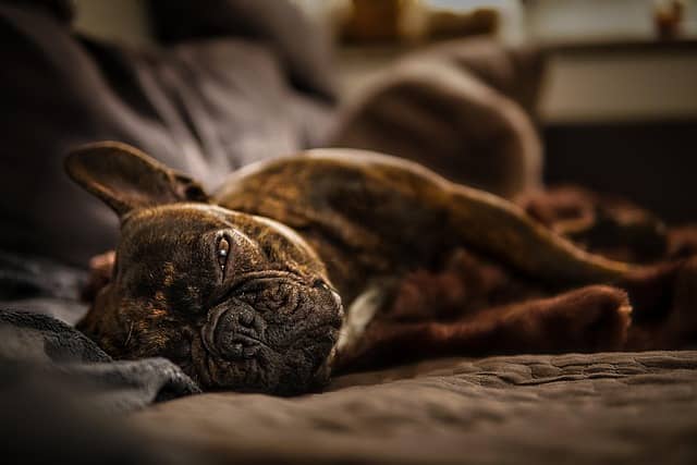 signs of French bulldog in heat swollen vulva and behavior changes