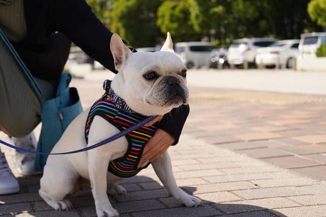 how long are French bulldogs in heat safe walking with leash