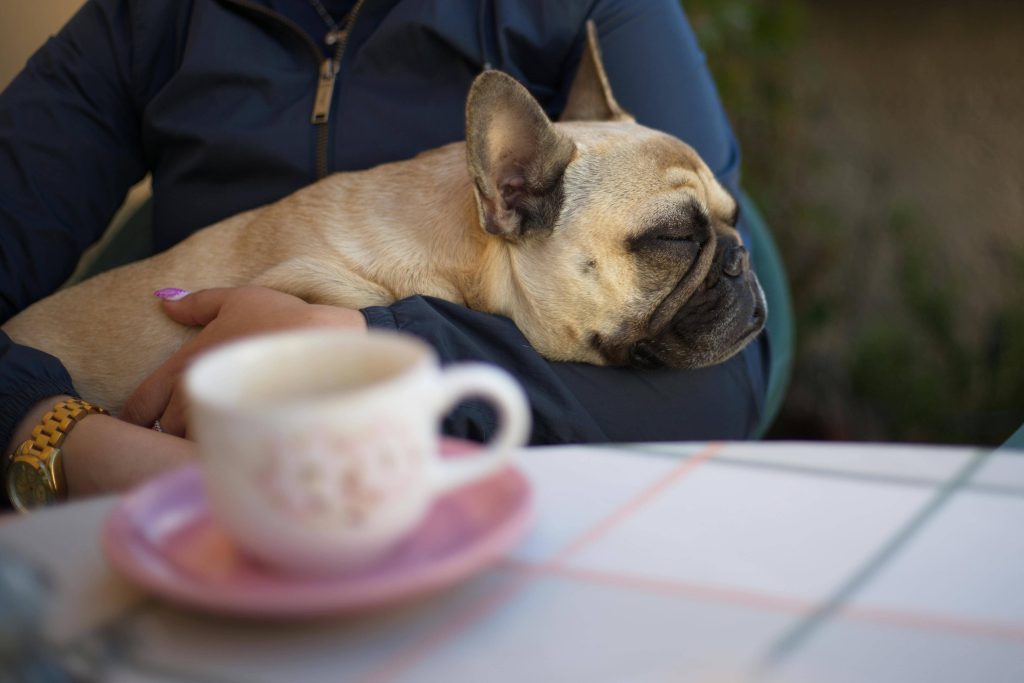 keeping-comfortable-of-french-bulldog-in-her-heat