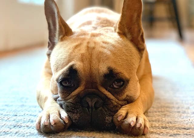 How Long Are French Bulldogs in Heat? resting bulldog in her heat period