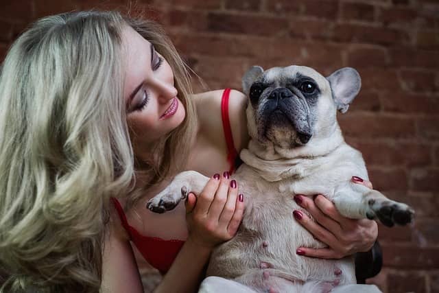 Owner helping pregnant French Bulldogs give birth safely